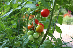 Vegetable Gardening Blog