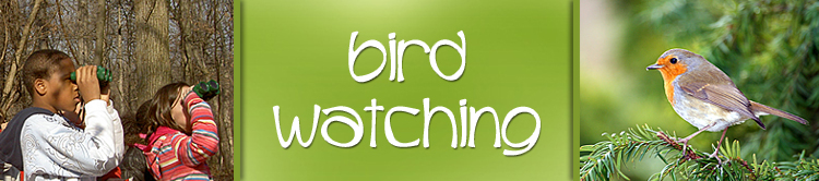 Your Extensive Guide to Bird Watching