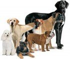 Dog Breeding Boxed Niche